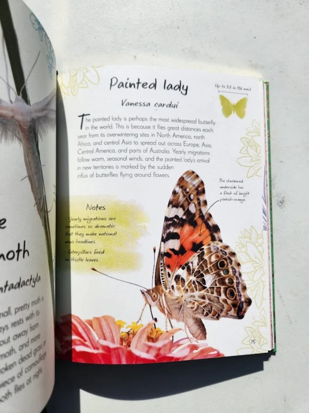 Anthology of Butterflies and Moths from Around the World Hardcover Book